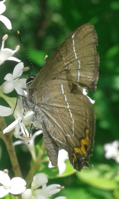 Satyrium w-album (Lycaenidae)?  S